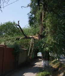 Некоторые хозяйственные батайчане спасаются от аварийных деревьев с помощью нехитрых приспособлений. Фото Александра Кондратьева. Некоторые хозяйственные батайчане спасаются от аварийных деревьев с помощью нехитрых приспособлений. Фото Александра Кондратьева.