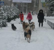 Батайчане не знают, куда обращаться по поводу бродячих собак