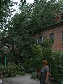 Жители не раз обращались в ЖКХ с просьбой спилить опасное дерево. Фото из архива БВ, 20 августа 2010 года Жители не раз обращались в ЖКХ с просьбой спилить опасное дерево. Фото из архива БВ, 20 августа 2010 года