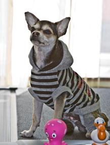 Владельцы Ричарда - супруги Джагинян балуют своего питомца, как ребенка