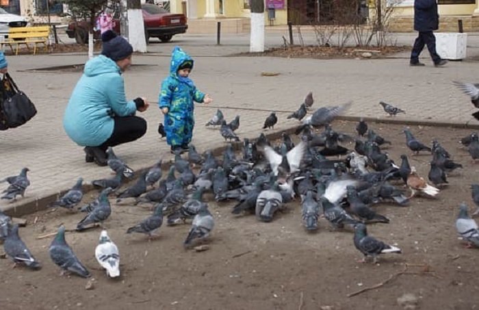 Неделю батайск. Птицы Батайска.