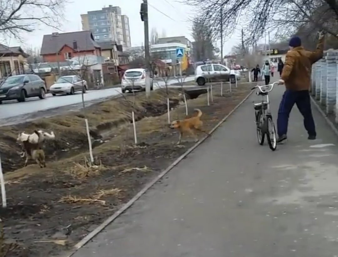 В Батайске свора собак захватила территорию возле школы №16 » Новости  Батайска — Батайское время.