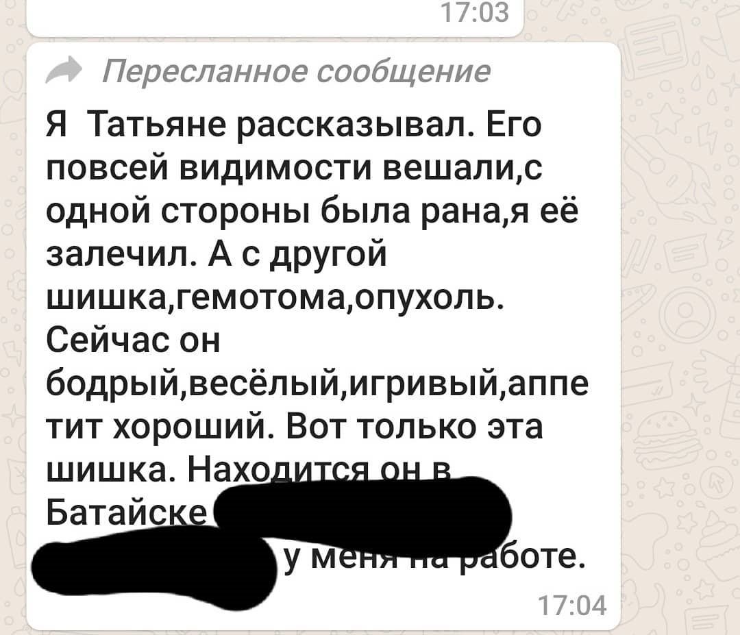 В Батайске спасли шарпея, которого подвешивали живодеры » Новости Батайска  — Батайское время.