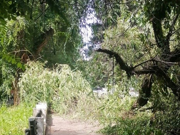 В парке Батайска рухнула огромная ветка » Новости Батайска — Батайское ...
