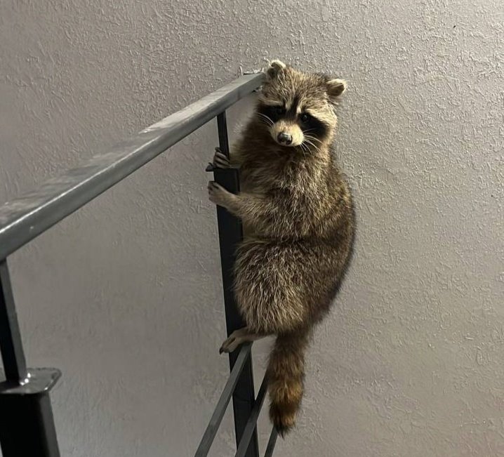 Он был роста стройный. Он был роста стройный. Он был среднего роста стройный тонкий. Родион раскольников. Русский язык упражнение 223 9 класс.